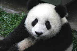 photo of panda